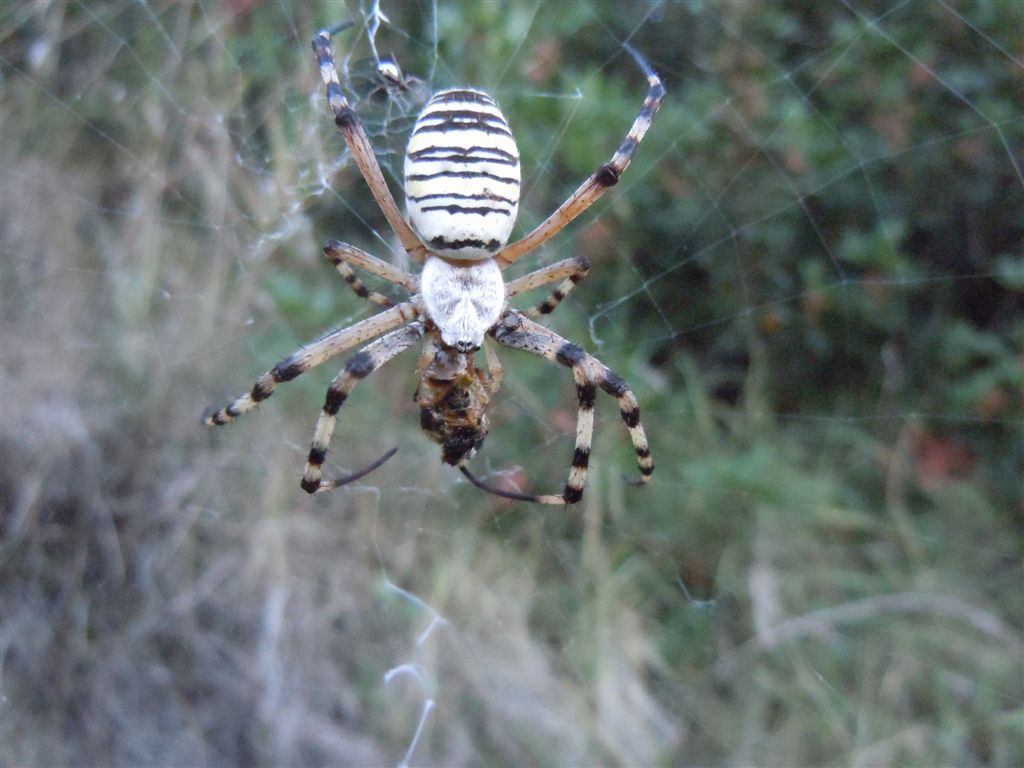 Argiope bruennichi + Argyrodes + dittero scroccone